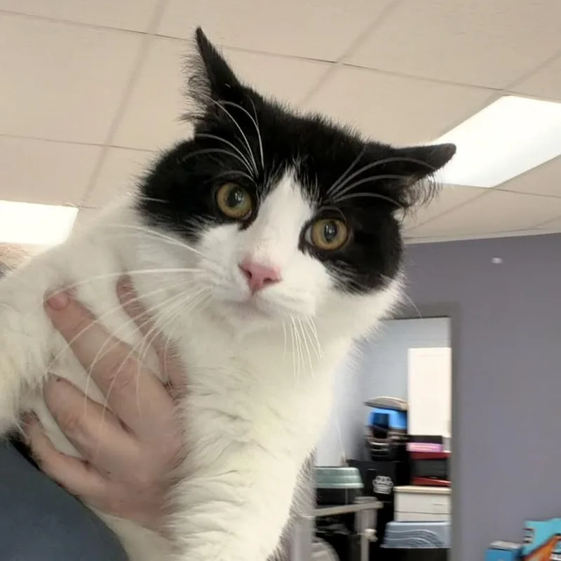 A young medium-sized male Black Domestic Short Hair cat named Bonbon for adoption in Indianapolis, IN