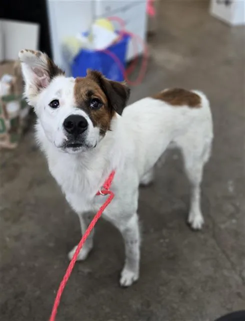 A young medium-sized male Mixed Breed dog named Marley for adoption in Dallas, TX