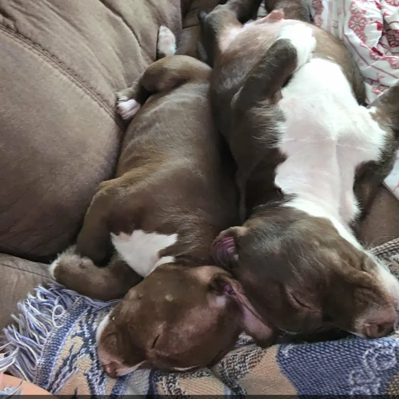 A baby medium-sized female Brown / Chocolate American Staffordshire Terrier dog named Jasmine for adoption in Mooresville, NC