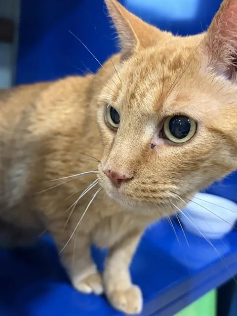 A senior small-sized male Domestic Short Hair cat named Baxter for adoption in Westminster, MD