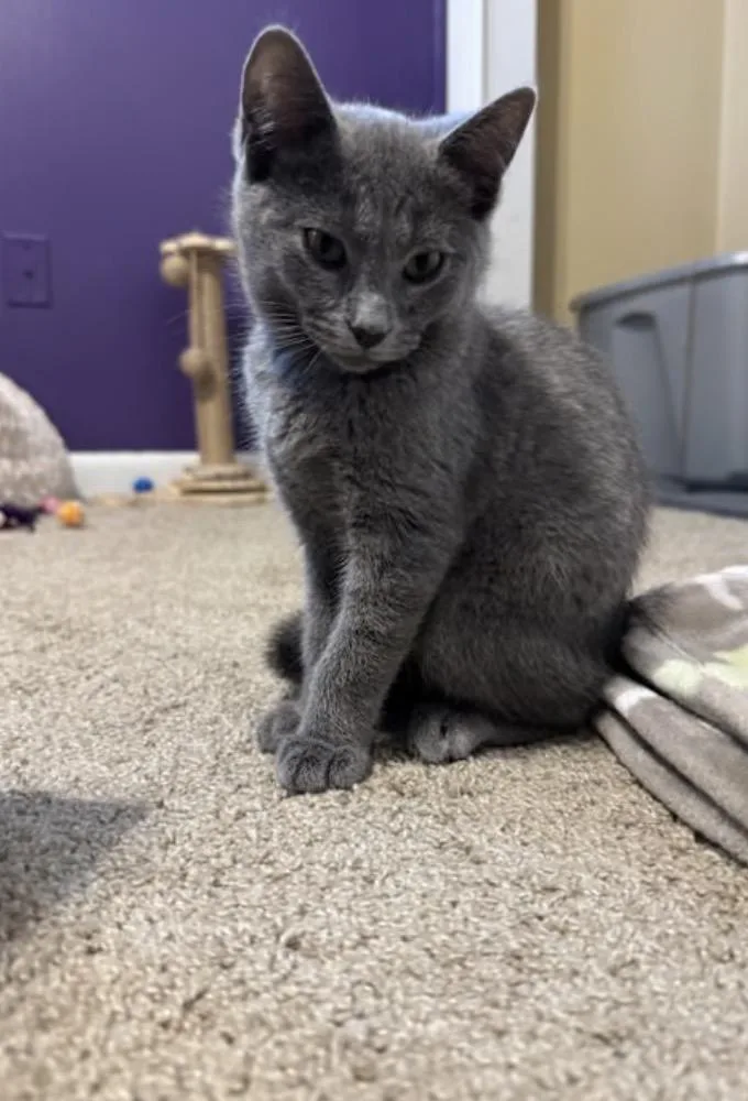 A baby medium-sized female Gray / Blue / Silver Domestic Short Hair cat named Wiz for adoption in York, PA