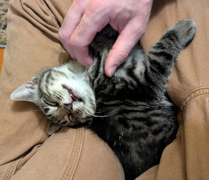 A young medium-sized male American Shorthair cat named Darth for adoption in Rochester, NY