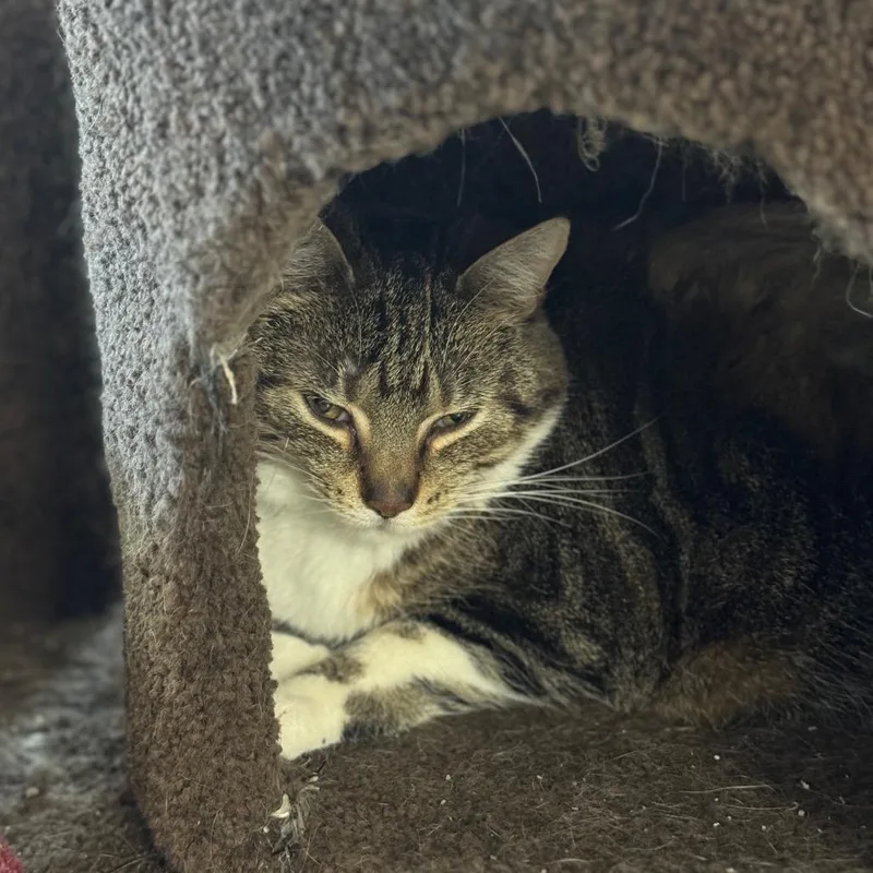 An adult extra large-sized female Brown / Chocolate Domestic Short Hair cat named Shortbread for adoption in Milford, IA