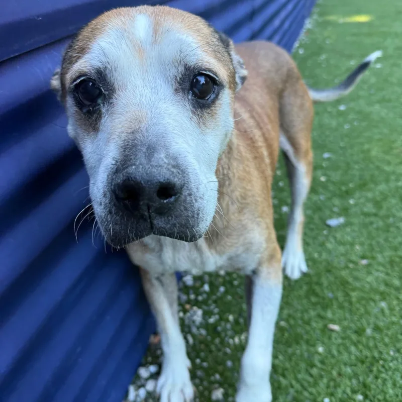 A senior medium-sized male Hound dog named Jack for adoption in Groton, CT