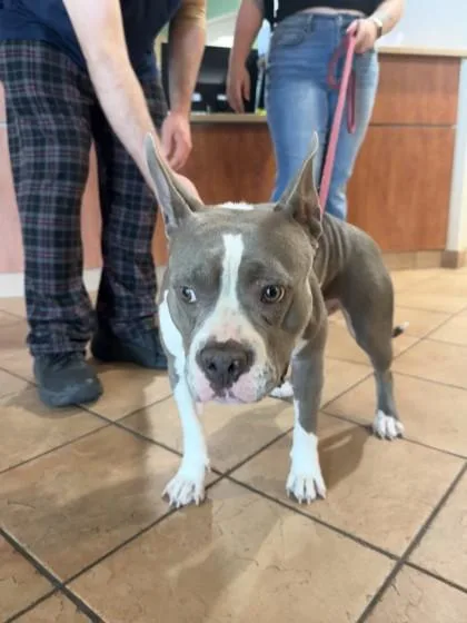 An adult medium-sized female Mixed Breed dog named Bugs for adoption in Longmont, CO