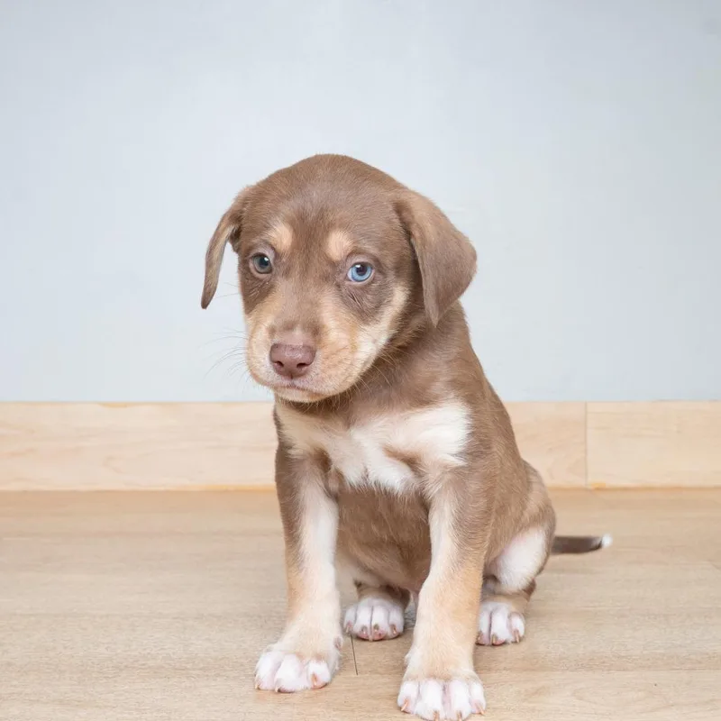 A baby medium-sized male Brown / Chocolate Shepherd dog named Coop D for adoption in Minnetonka, MN