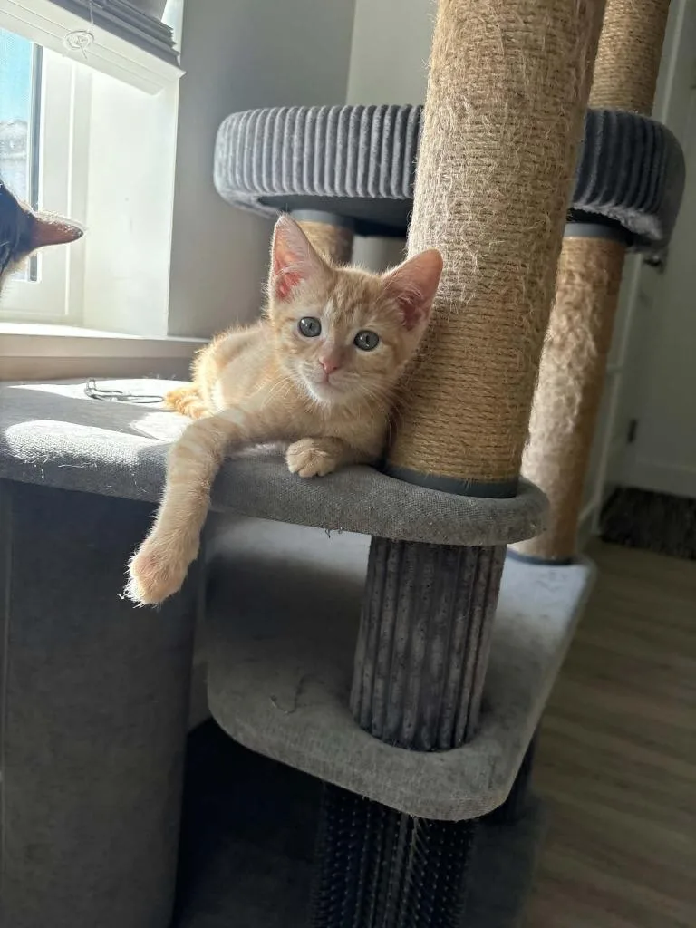 A baby medium-sized female Domestic Short Hair cat named Tiger Lily for adoption in Salt Lake City, UT