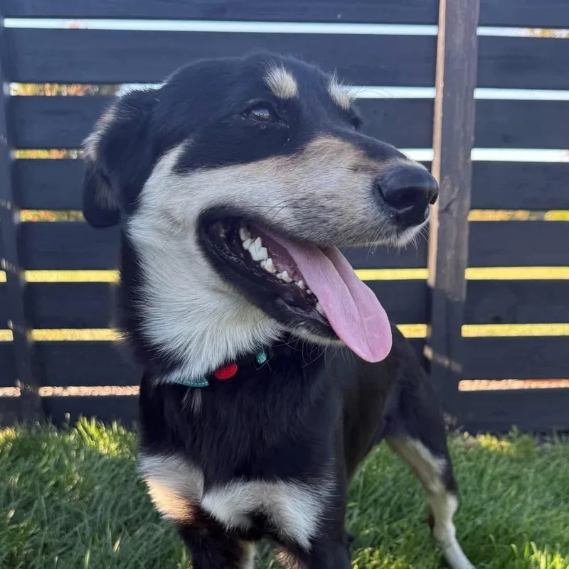 A baby medium-sized male Tricolor (Brown, Black, & White) Shepherd dog named Oscar for adoption in Springfield, MO
