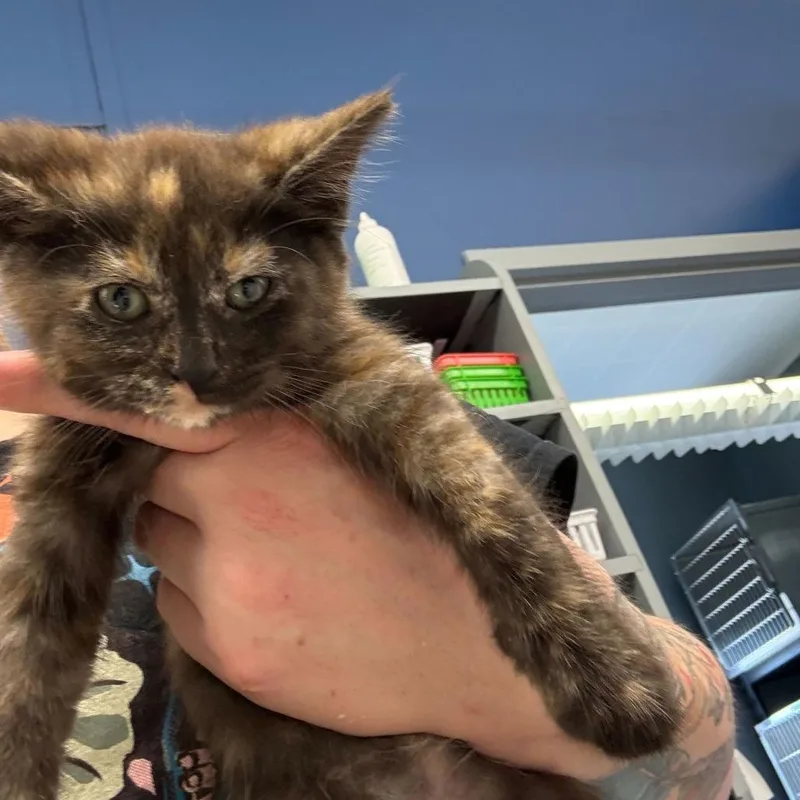 A baby small-sized female Domestic Medium Hair cat named Rusti for adoption in Oak Hill, WV