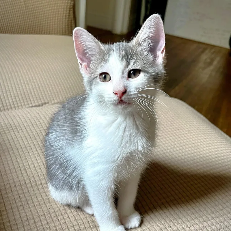 A young medium-sized female Calico Domestic Short Hair cat named Aura & Dumpling for adoption in Astoria, NY