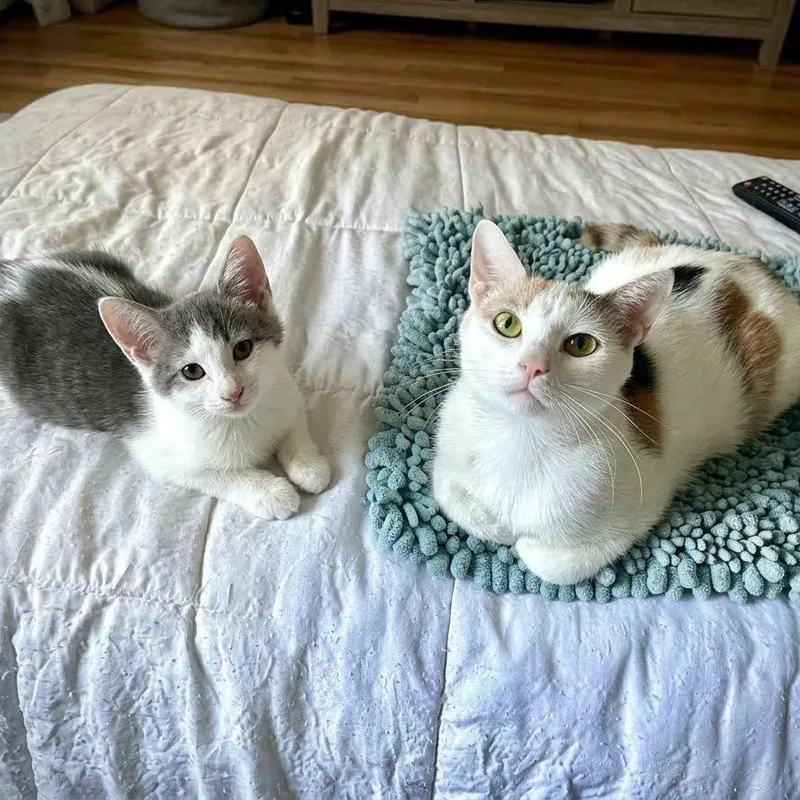 Aura & Dumpling thumbnail 5