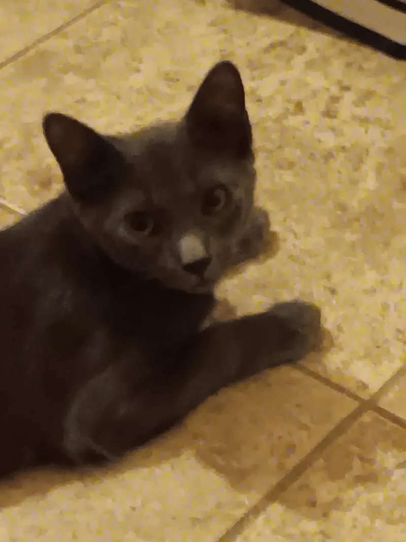 Blackie and Smokie thumbnail 2