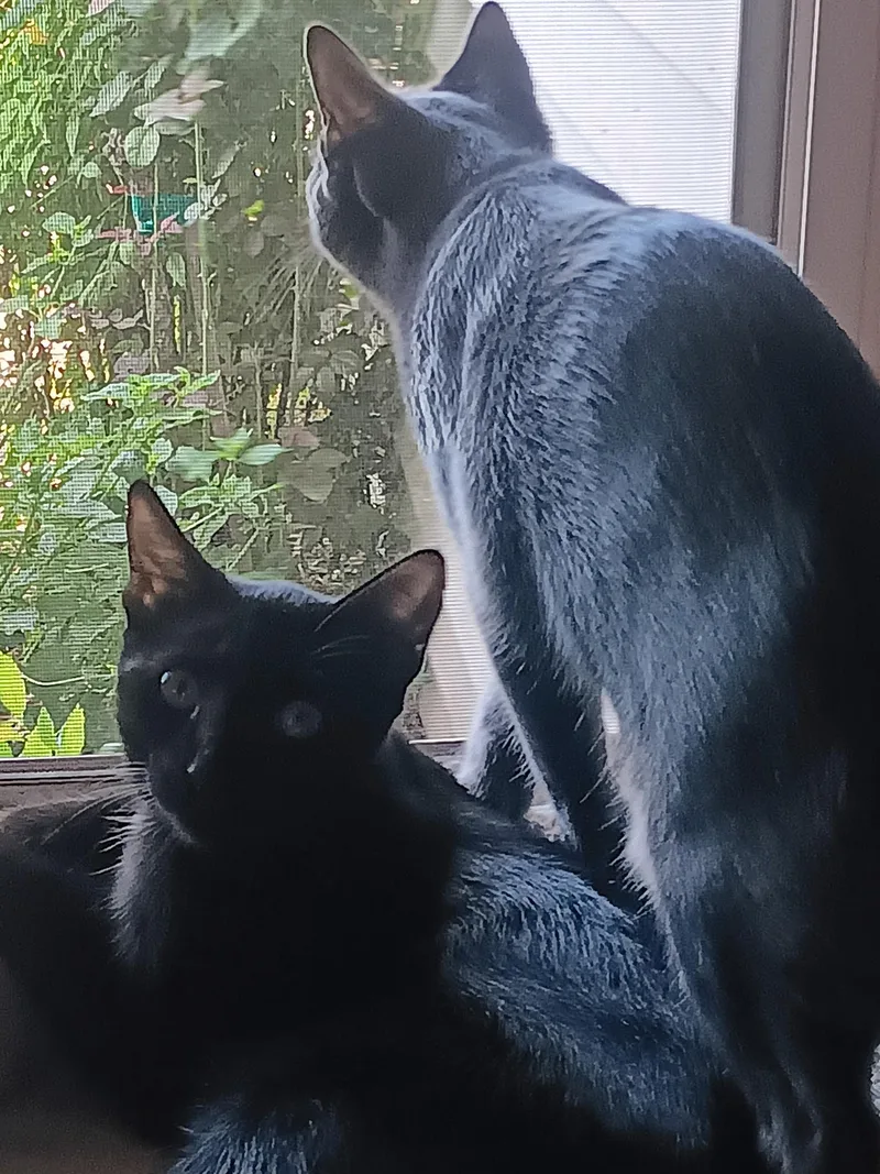 Blackie and Smokie thumbnail 3