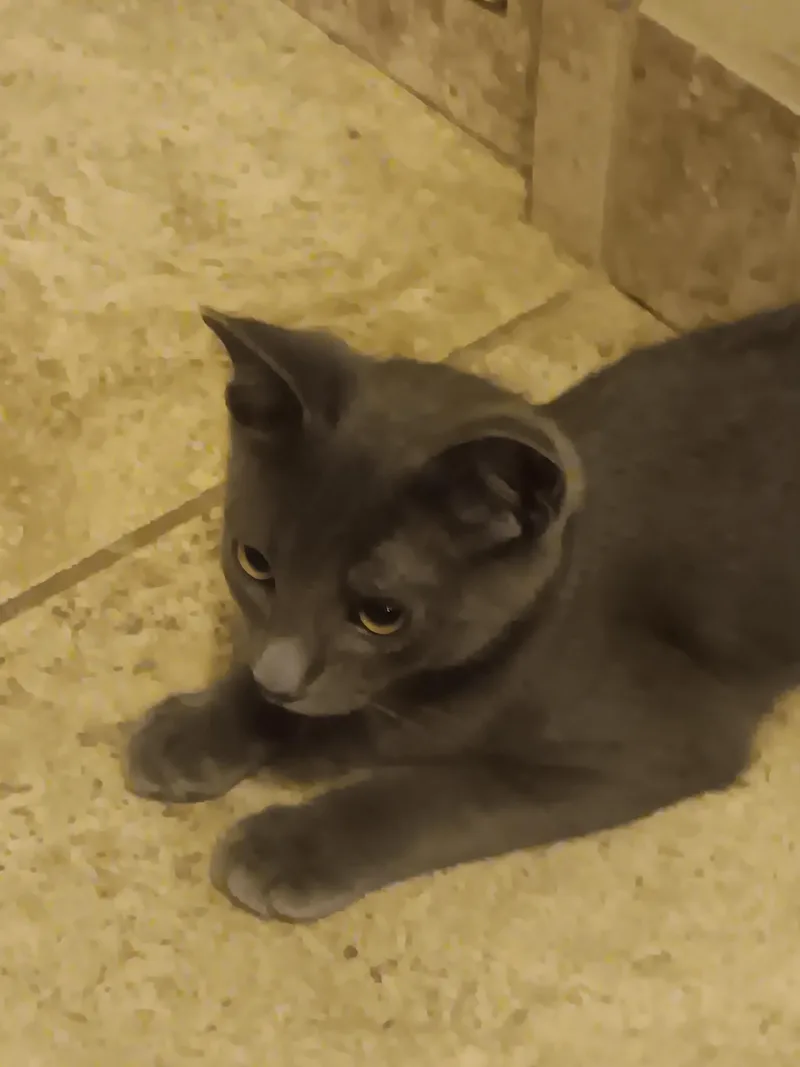 Blackie and Smokie thumbnail 4