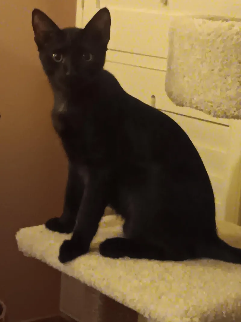 Blackie and Smokie thumbnail 5