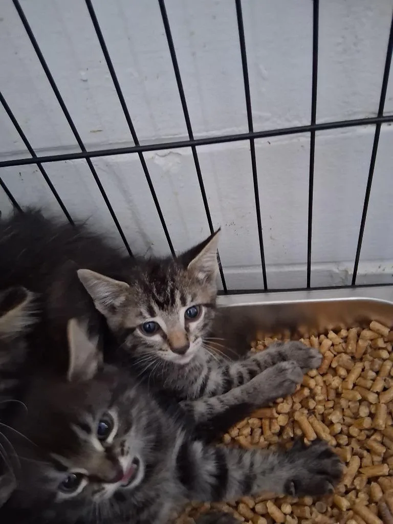 A baby small-sized male Domestic Medium Hair cat named Billy for adoption in Brownwood, TX