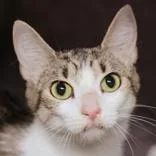 An adult medium-sized female Brown / Chocolate Domestic Short Hair cat named Dazzle for adoption in Hilliard, OH