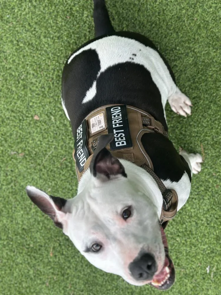 An adult large-sized male Tricolor (Brown, Black, & White) American Bulldog dog named Pope for adoption in Lakeland, FL