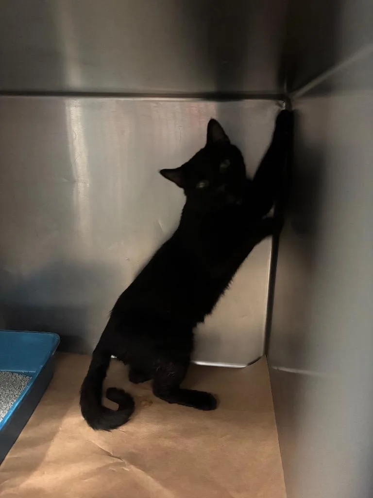 A young large-sized male Domestic Short Hair cat named Tofu for adoption in Cartersville , GA