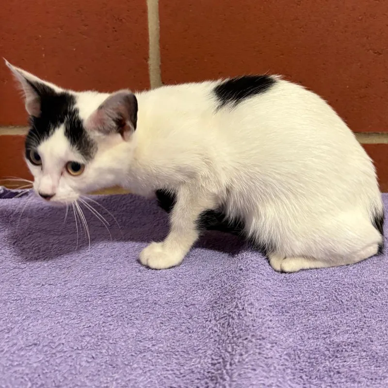 A baby small-sized female White Domestic Short Hair cat named Minnow for adoption in Cabot, AR