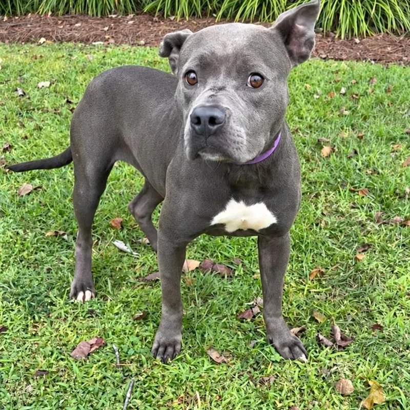 A young medium-sized female Pit Bull Terrier dog named Rocky Road for adoption in Valdosta, GA