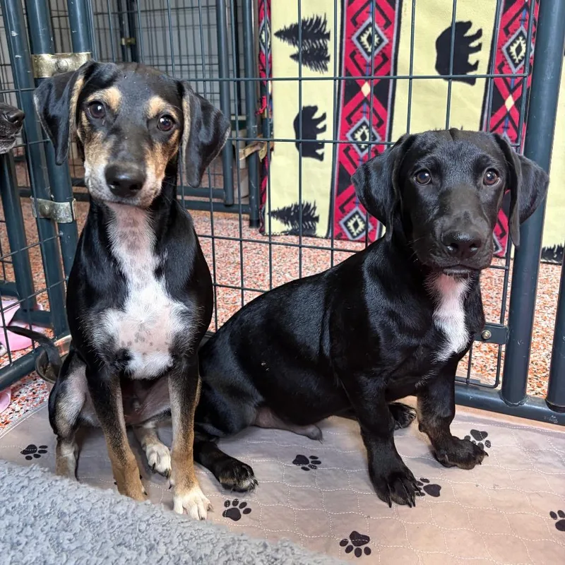 A young small-sized male Black Dachshund dog named Kobuk for adoption in Fredericksburg, TX