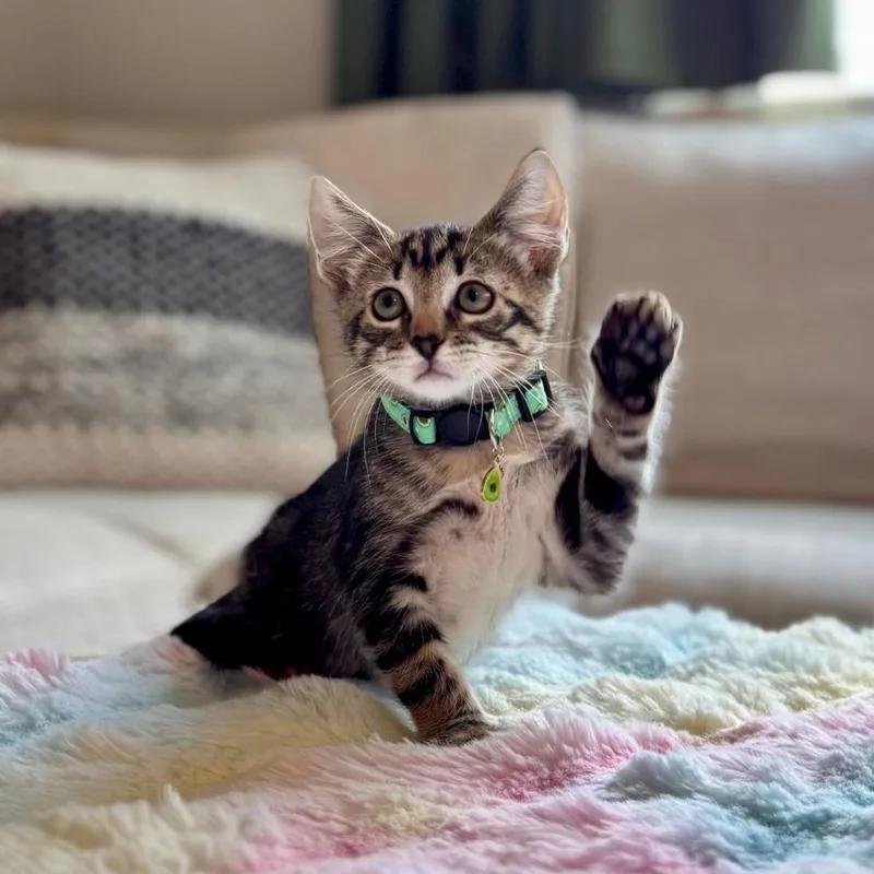 A baby small-sized male Brown / Chocolate Domestic Short Hair cat named Gerald for adoption in Houston, TX