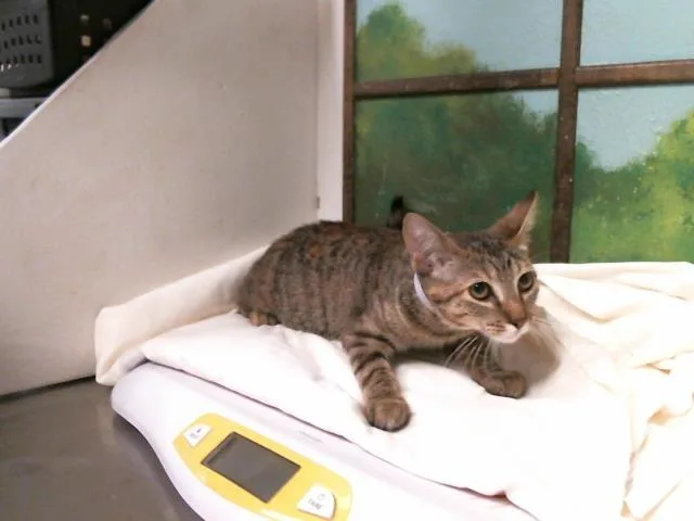 A baby small-sized female Domestic Short Hair cat named Mandy for adoption in Houston, TX
