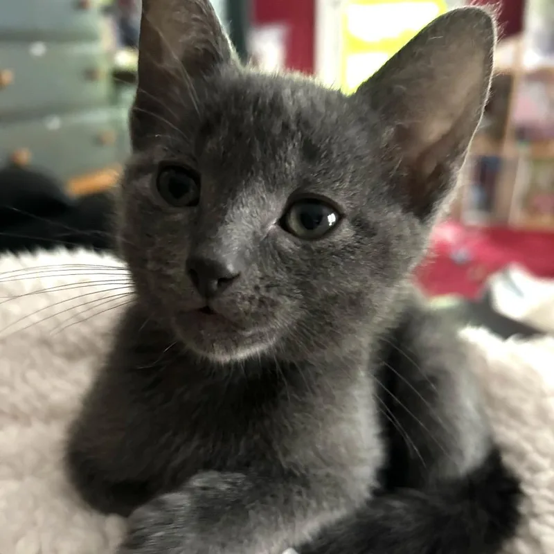 Maggie