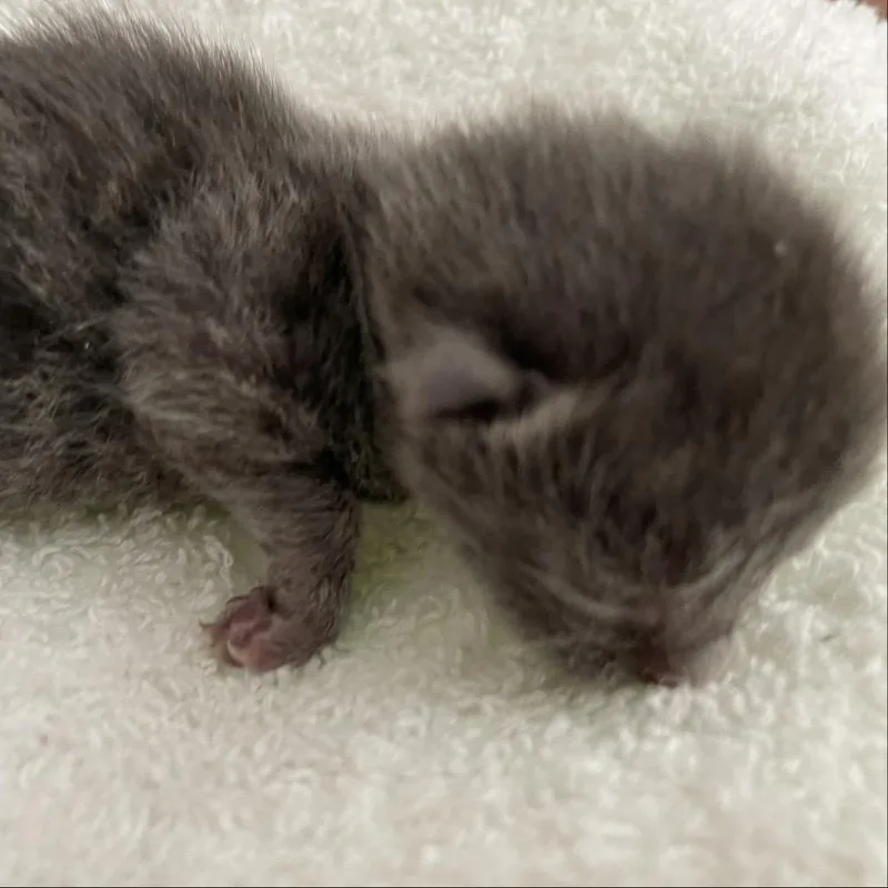 Maggie thumbnail 2