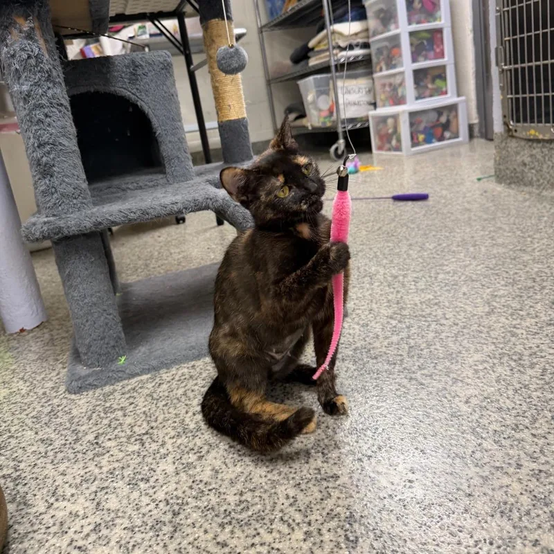An adult small-sized female Tortoiseshell Domestic Short Hair cat named Star for adoption in Falls Church, VA