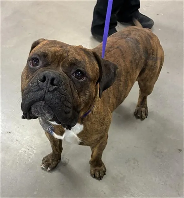 An adult large-sized male Bullmastiff dog named Ronnie for adoption in Phoenix, AZ