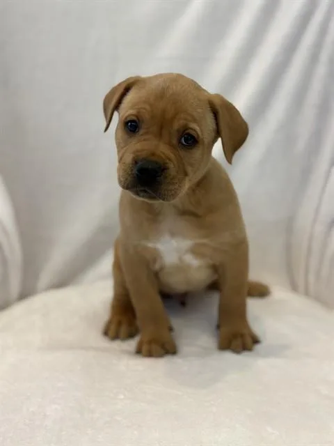 A baby large-sized male Pit Bull Terrier dog named Starburst for adoption in Forney, TX