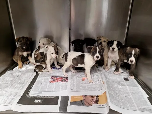 A baby medium-sized female German Shepherd Dog dog named Saturn for adoption in Van Nuys, CA