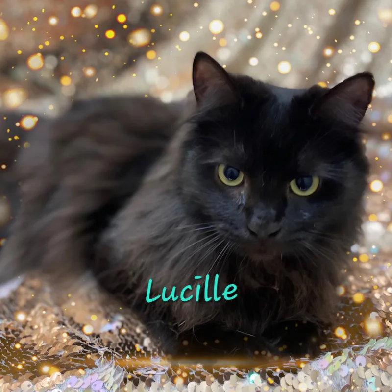 Lucille thumbnail 2