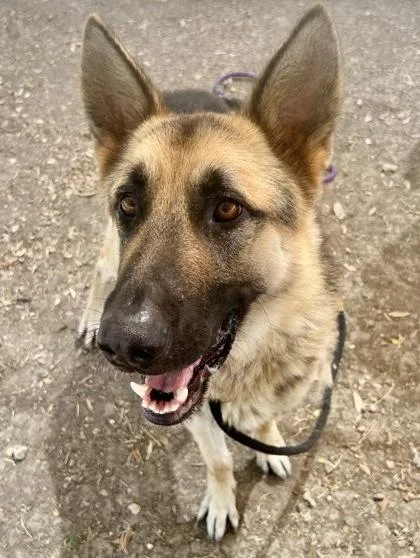 An adult large-sized male Bicolor Mixed Breed dog named Hans for adoption in Georgetown, TX
