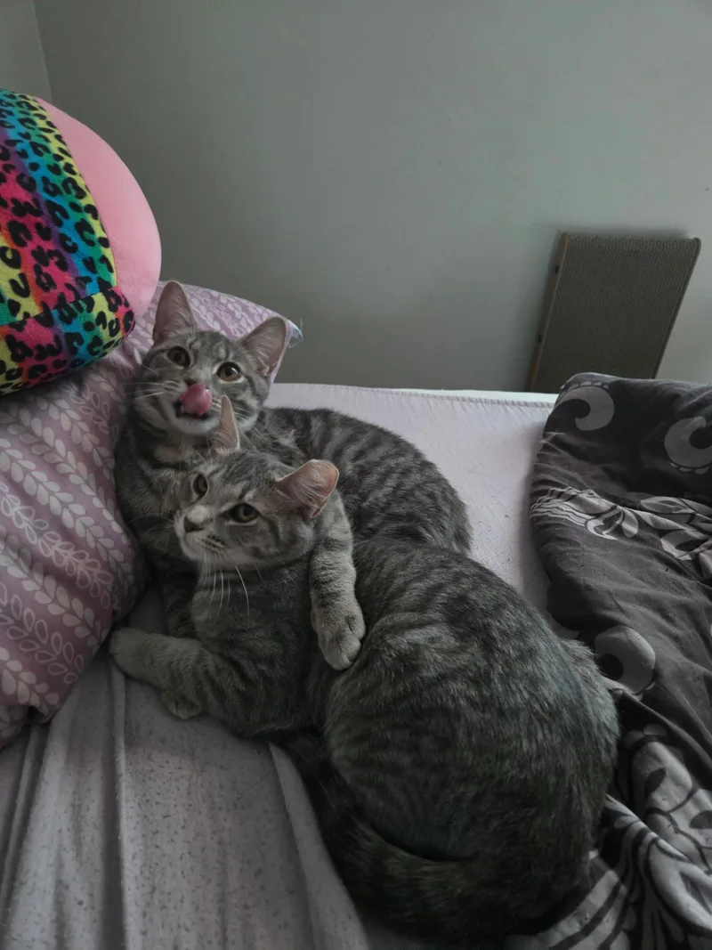 Stockholm & Nova thumbnail 3