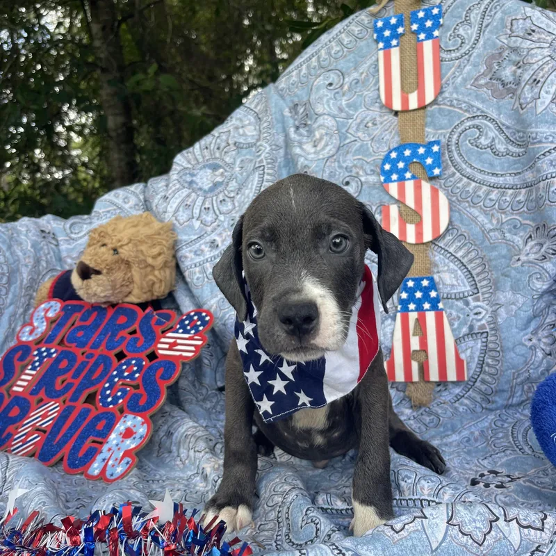 A baby medium-sized male American Bulldog dog named Surge for adoption in Sebring, FL