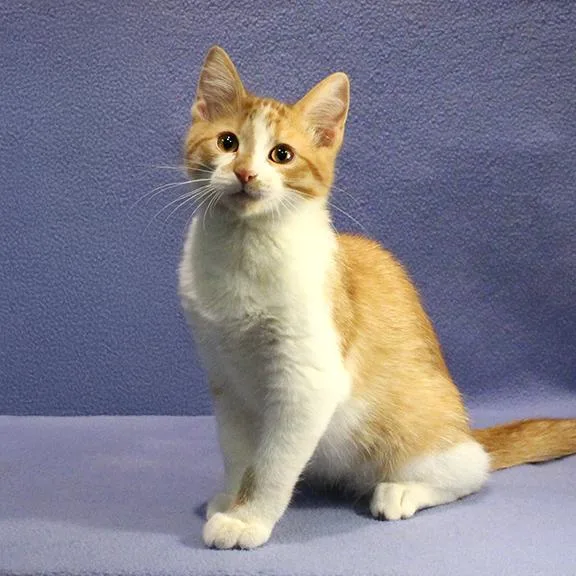 A baby medium-sized male Orange & White Domestic Short Hair cat named Lucas for adoption in Overland Park, KS