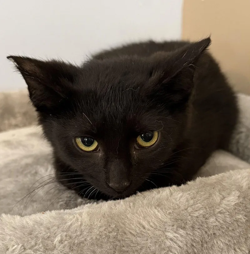 A young medium-sized male Black Domestic Short Hair cat named Lemon for adoption in Elkins, WV