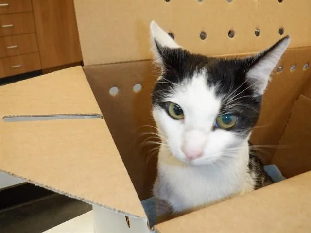 A young medium-sized female Domestic Short Hair cat named Dottie for adoption in San Jose, CA