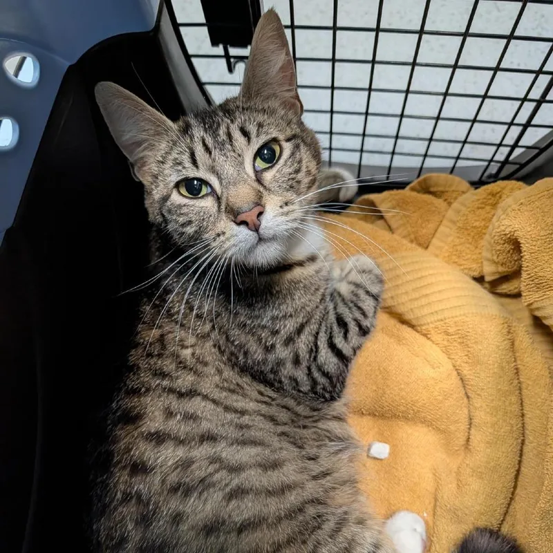 An adult medium-sized female Brown / Chocolate Domestic Short Hair cat named Shasta for adoption in Tacoma, WA