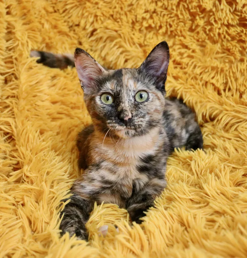 A baby medium-sized female Tortoiseshell cat named Dusty for adoption in Saint Augustine, FL
