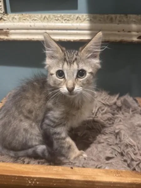 A baby medium-sized male Domestic Medium Hair cat named Dewey for adoption in Wilmington, NC