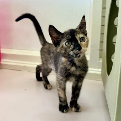 A baby small-sized female Domestic Short Hair cat named Okurimono for adoption in Honolulu, HI
