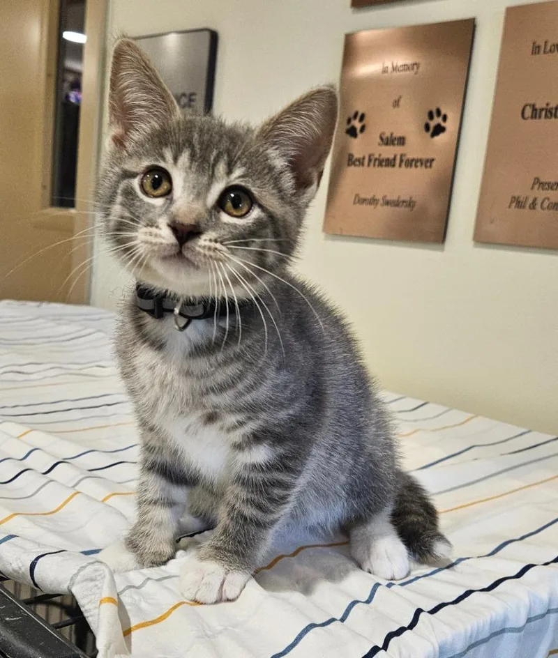 A baby small-sized female Domestic Medium Hair cat named Galadriel for adoption in Fremont, OH