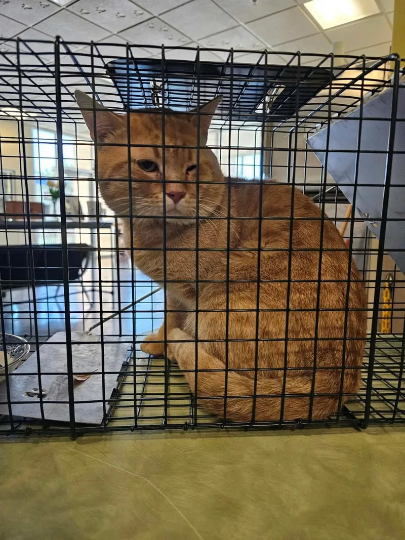 An adult medium-sized male Orange / Red Domestic Short Hair cat named Hudson for adoption in Rockwall, TX