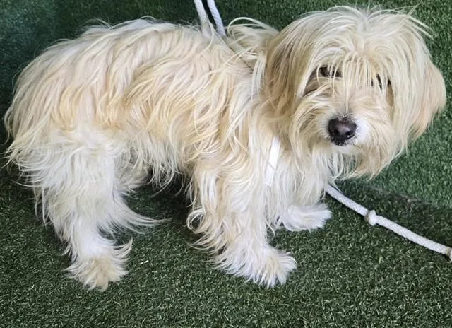 A young small-sized male Maltese dog named Max for adoption in Lancaster, CA