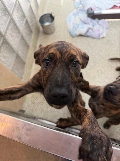 A baby medium-sized male Labrador Retriever dog named Vesper for adoption in Washington, DC