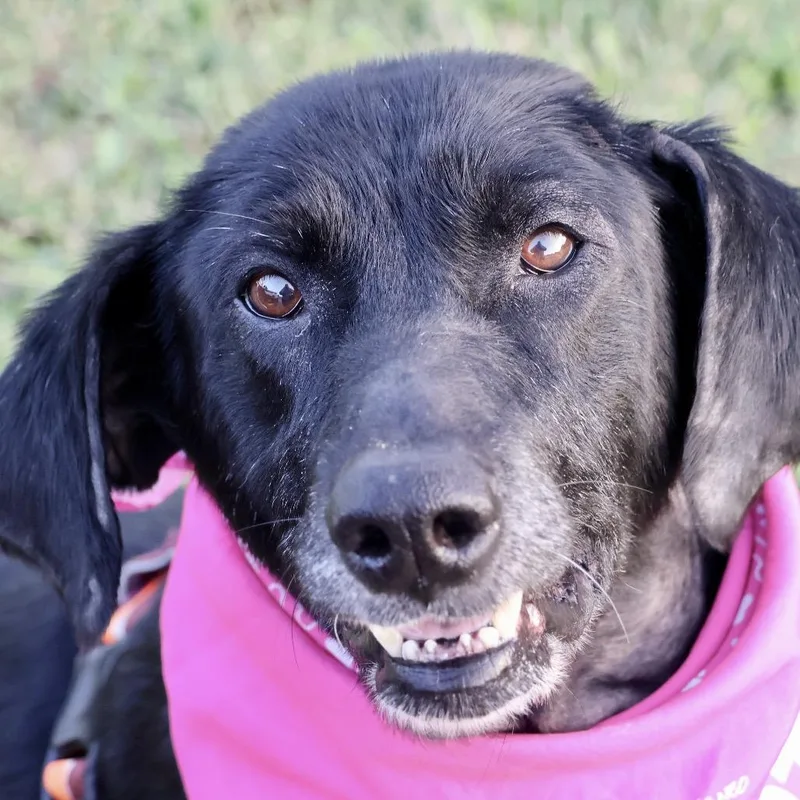 A senior medium-sized female Labrador Retriever dog named Harley PP for adoption in St Joseph, MO